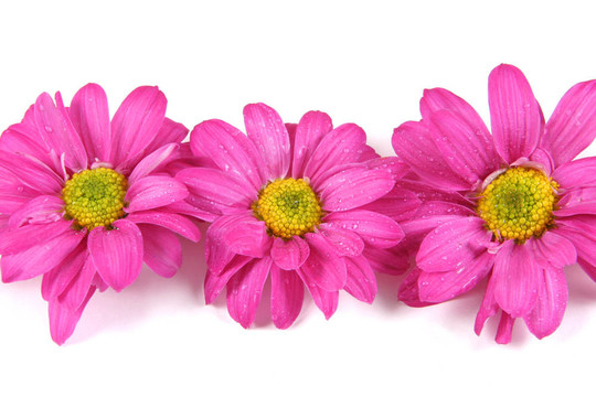 Flowers。