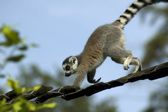 攀登Lemur Catta