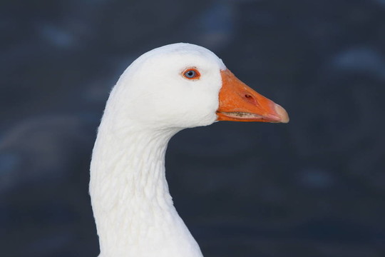 白鵝