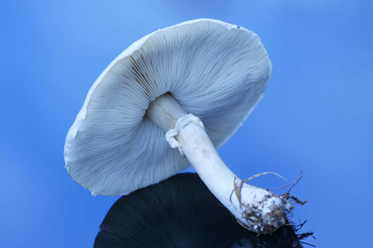 大白菇