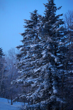 林海雪原 雪鄉(xiāng) 白雪 冬天 山