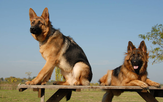 兩只德國(guó)牧羊犬