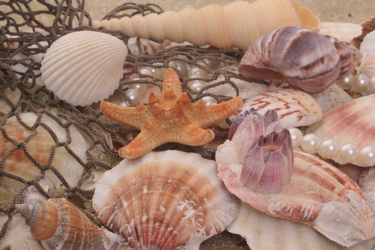 海貝殼和釣魚網(wǎng)