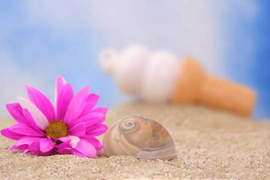 海貝殼與Flower