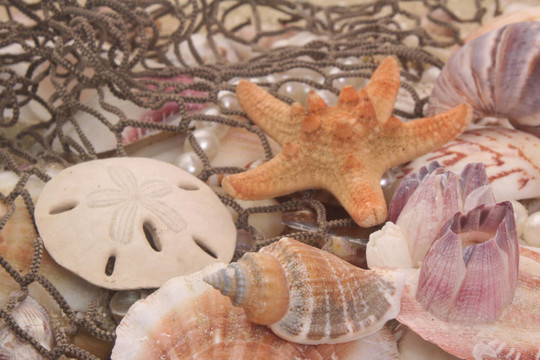 海貝殼和釣魚(yú)網(wǎng)