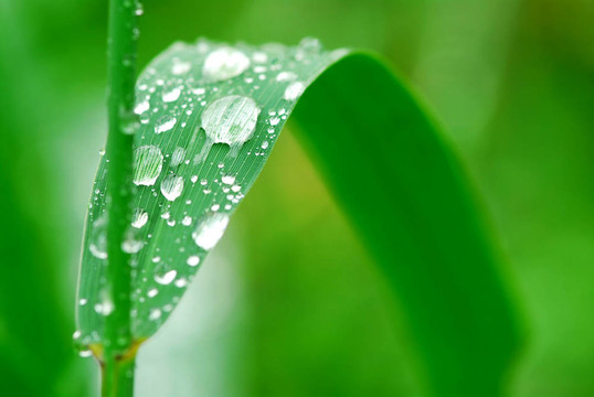 雨點(diǎn)落在草地