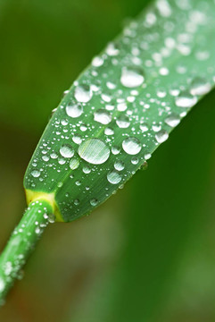 雨點(diǎn)落在草地