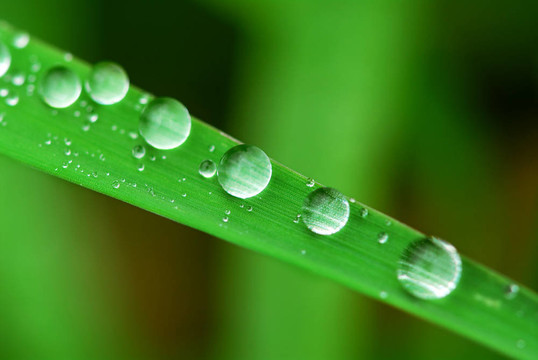 雨點(diǎn)落在草地