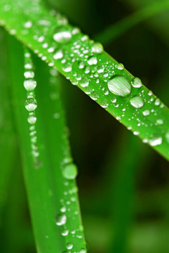 雨點(diǎn)落在草地