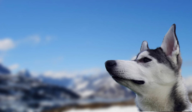 snowdog