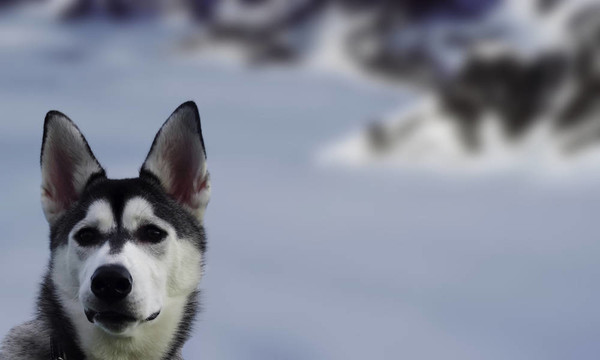snowdog