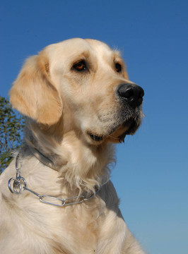 黃金獵犬的肖像