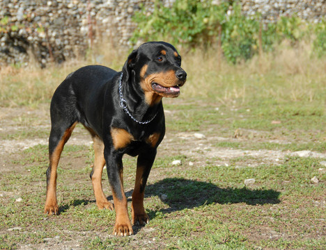 女犬