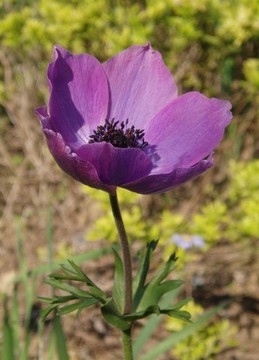 銀蓮花