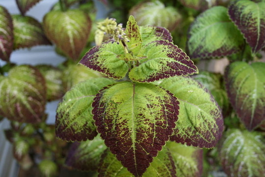 caladiums