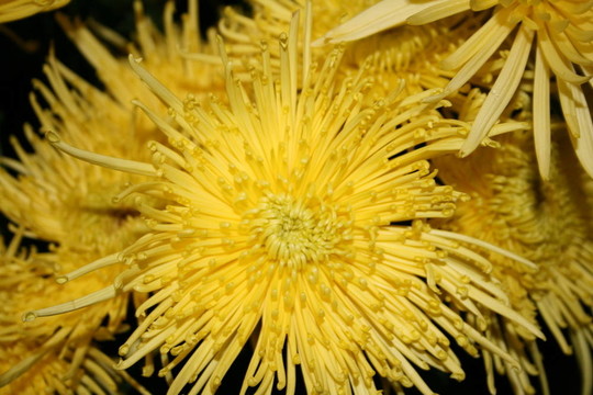 銀蓮花