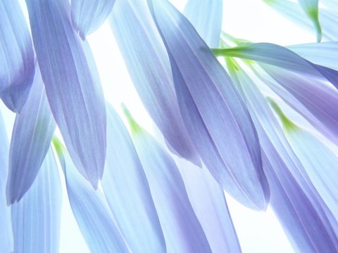 藍色的花瓣