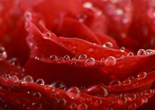 紅玫瑰和水滴