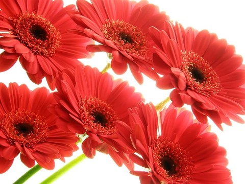 紅色非洲菊