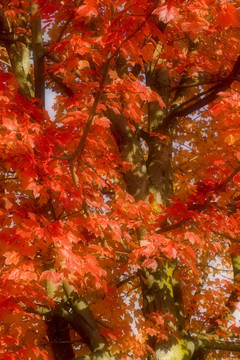 紅色的楓樹