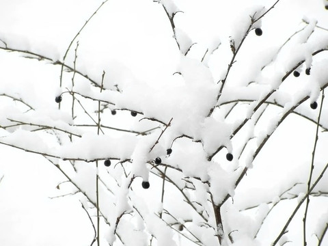 漿果在雪中