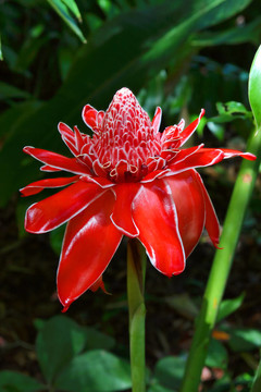 紅姜花