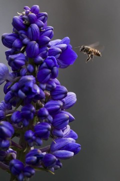 蜜蜂飛花