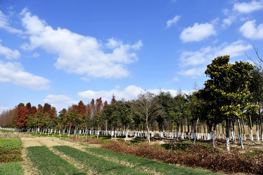 田間地頭