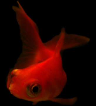 小紅金魚黑色背景