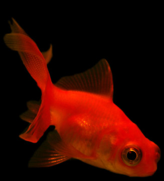 小紅金魚黑色背景