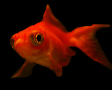小紅金魚黑色背景