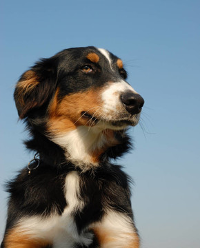 澳大利亞牧羊犬