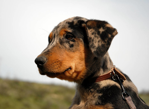 法國(guó)牧羊犬小狗