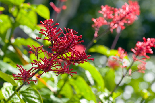 紅鈴花