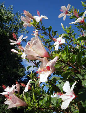 芙蓉花