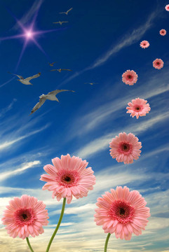 dasies