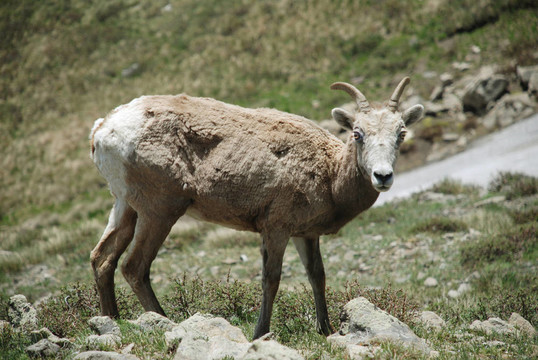 野山羊