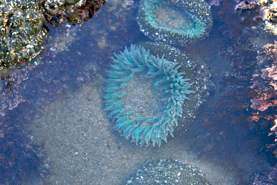 綠海葵