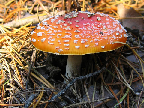 粉木耳
