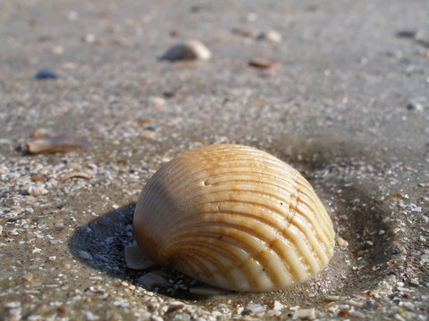 海邊的貝殼
