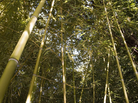 竹木