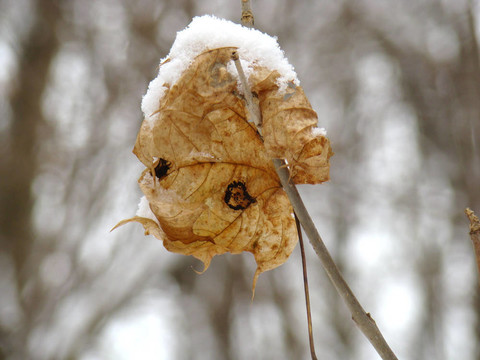 葉下的雪