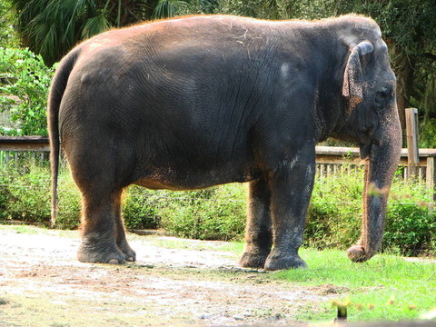 大象1