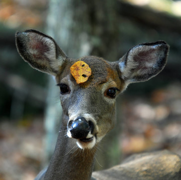 白尾鹿（Odocoileus virginianus）