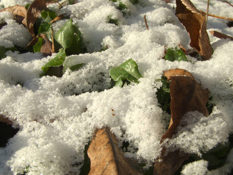 第一場(chǎng)雪