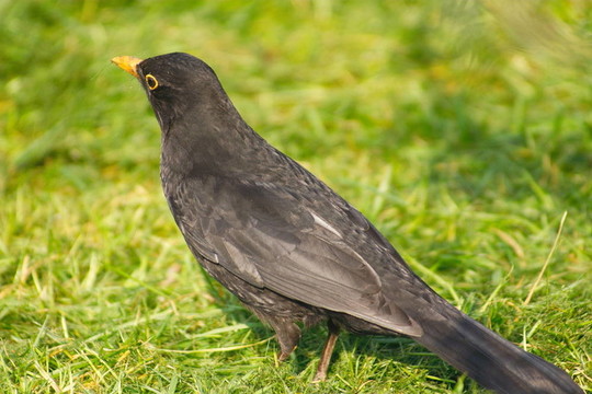黑鳥(niǎo)