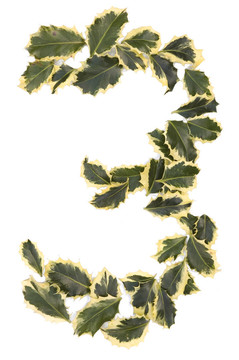 冬青三號(hào)