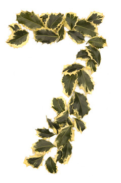 冬青七號(hào)