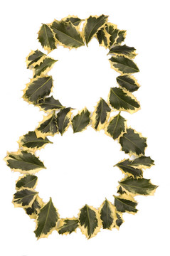 冬青八號(hào)