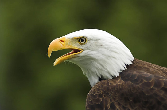 美國禿鷹鳴叫